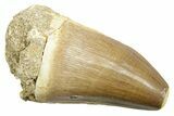 Fossil Mosasaur (Mosasaurus) Tooth - Feeding Worn Tip #364067-1